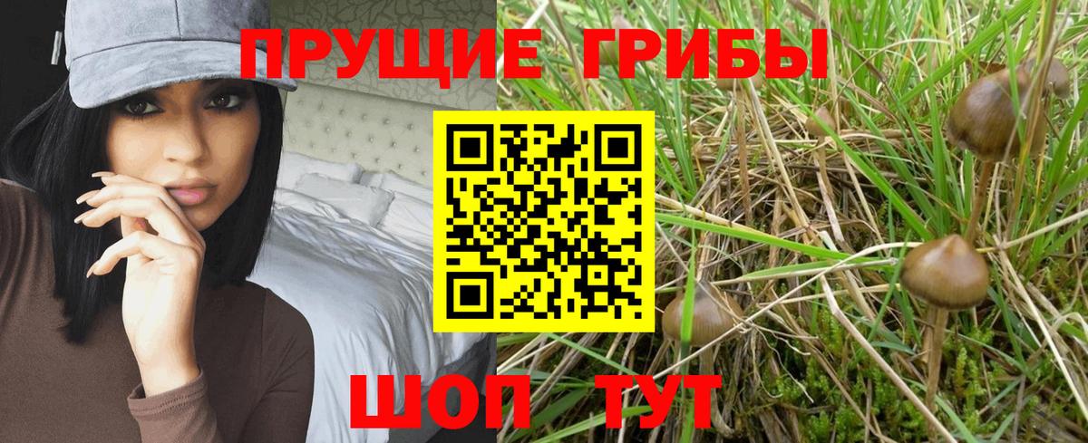 Сосновоборск  Псилоцибиновые грибы Magic Shrooms  Вход с VPN 